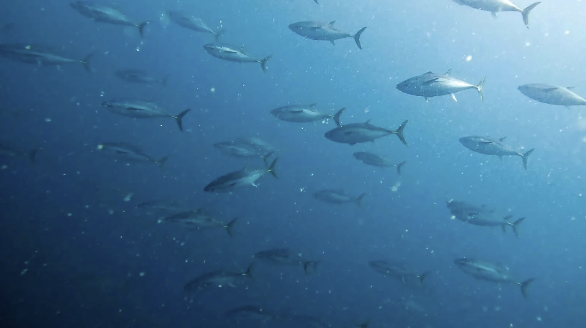 School of fish underwater