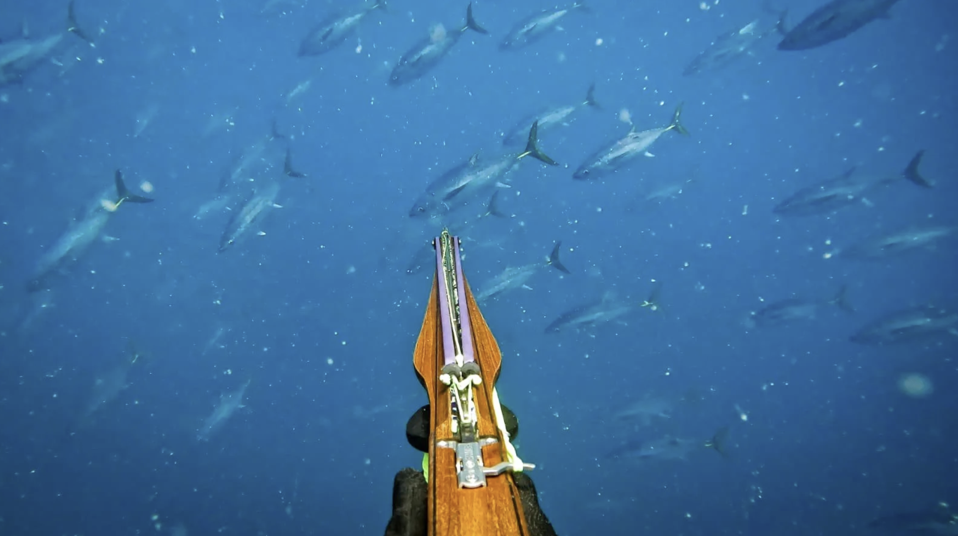 Speargun POV underwater with fish